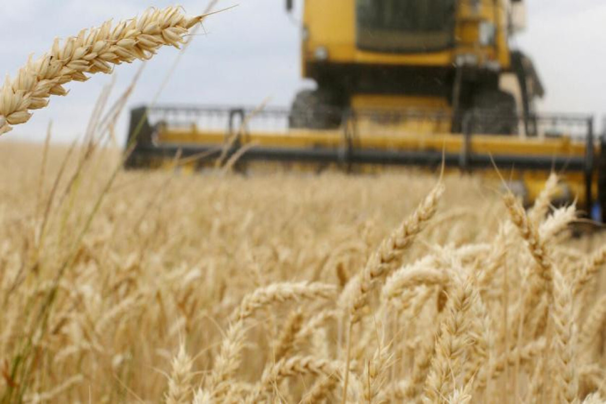 Turkiye says Ukraine grain exports could start within a week