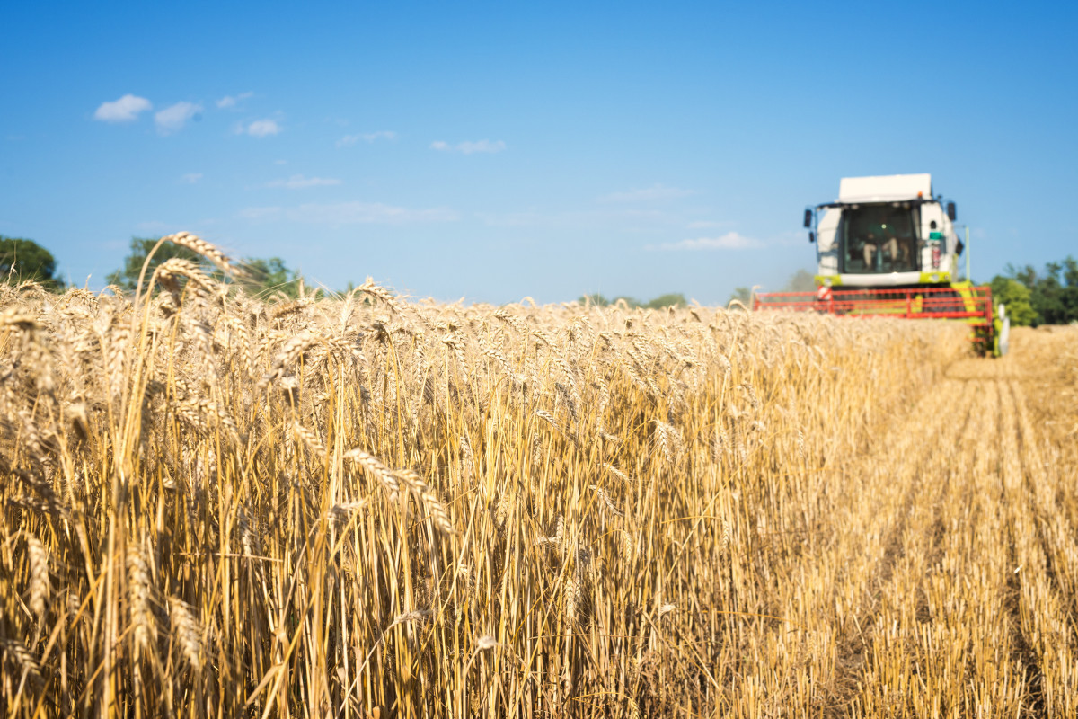 Azerbaijan determined state supply price of edible wheat
