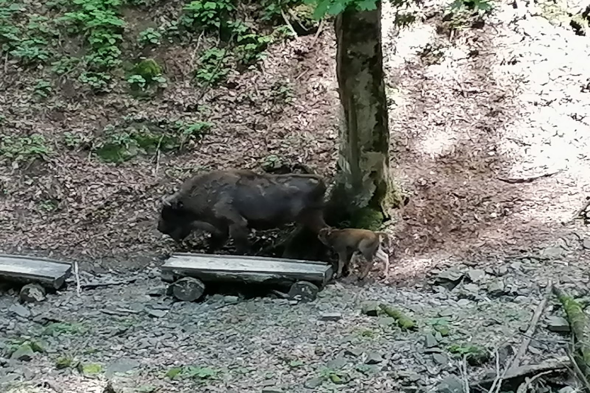 Şahdağ Milli Parkında daha bir zubr balası dünyaya gəlib