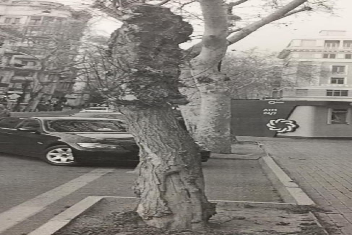 Незаконная вырубка деревьев в Насиминском районе Баку
