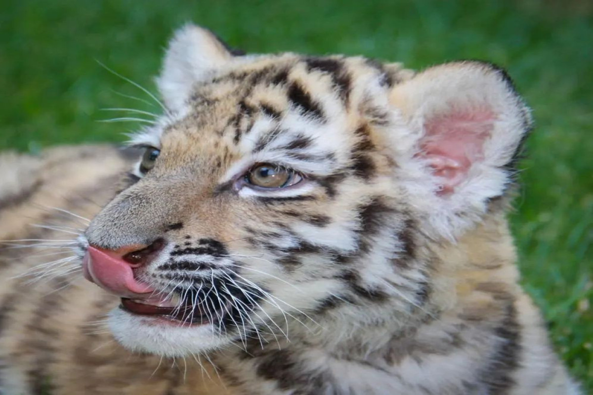 В Бакинском зоопарке родился тигренок