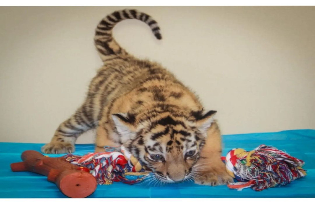 В Бакинском зоопарке родился тигренок