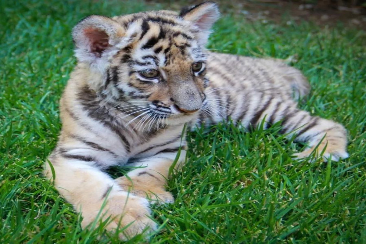 Tiger cub born in Baku Zoological Park-PHOTO 