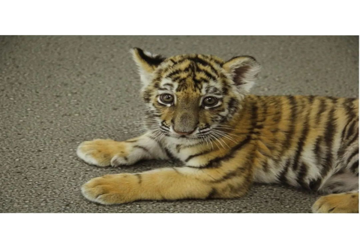 Tiger cub born in Baku Zoological Park-PHOTO 