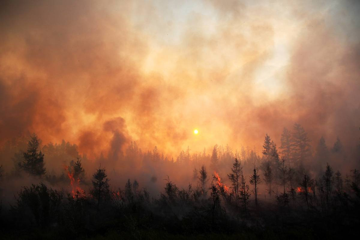 Площадь лесных пожаров в России за сутки выросла почти на 1 тыс. га