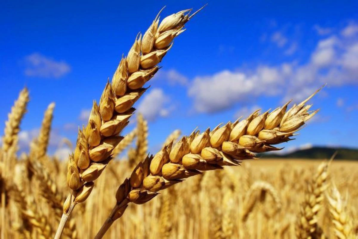 Турция создала механизм для экспорта украинского зерна