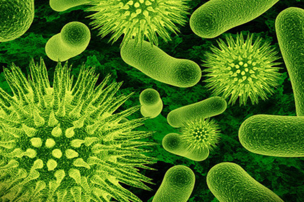 Karantin tətbiq edilən nematodlar, bakteriyalar, göbələklər və viruslar müəyyənləşib