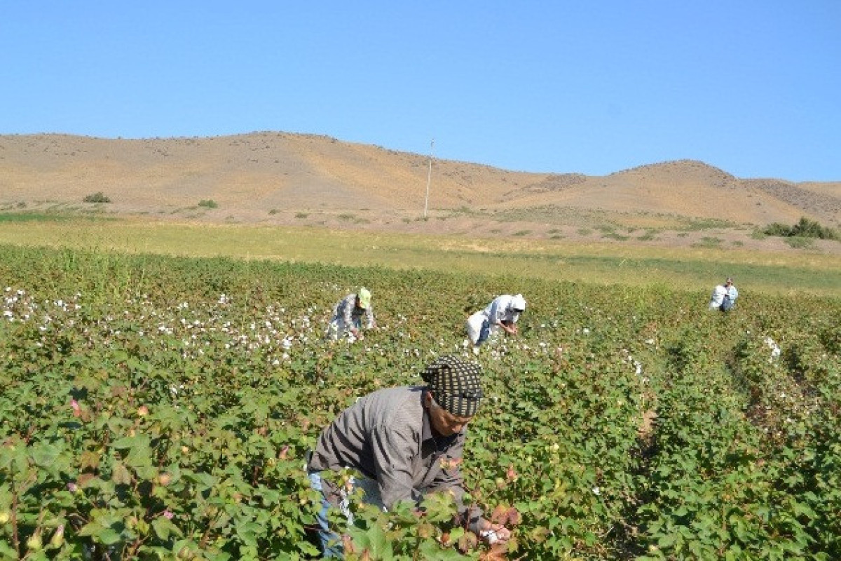 Mass poisoning occurs among cotton field workers in Azerbaijan
