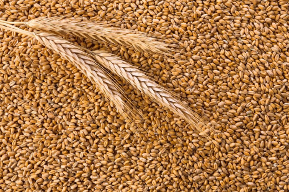 Azerbaijan to develop a list of GMO feed products