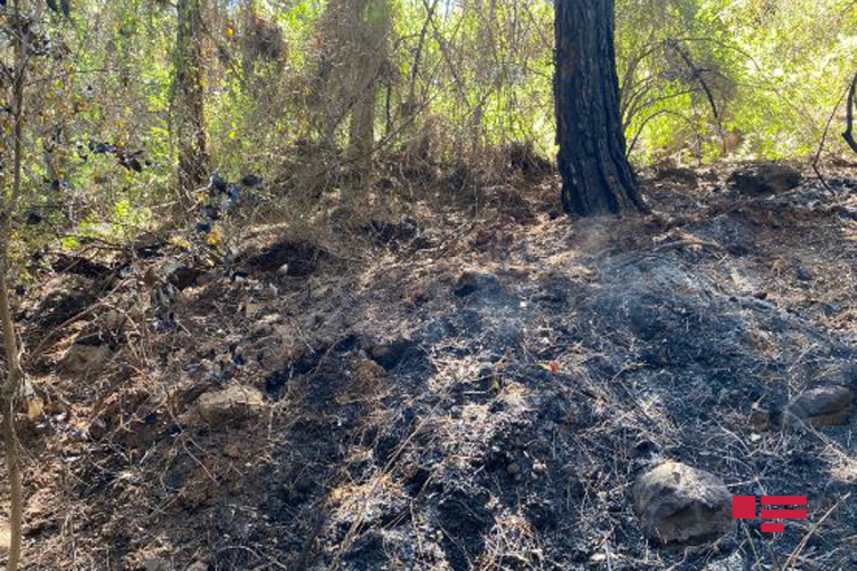 Репортаж с территории в Турции, где азербайджанская «амфибия» тушила лесные пожары-ФОТО -ВИДЕО 