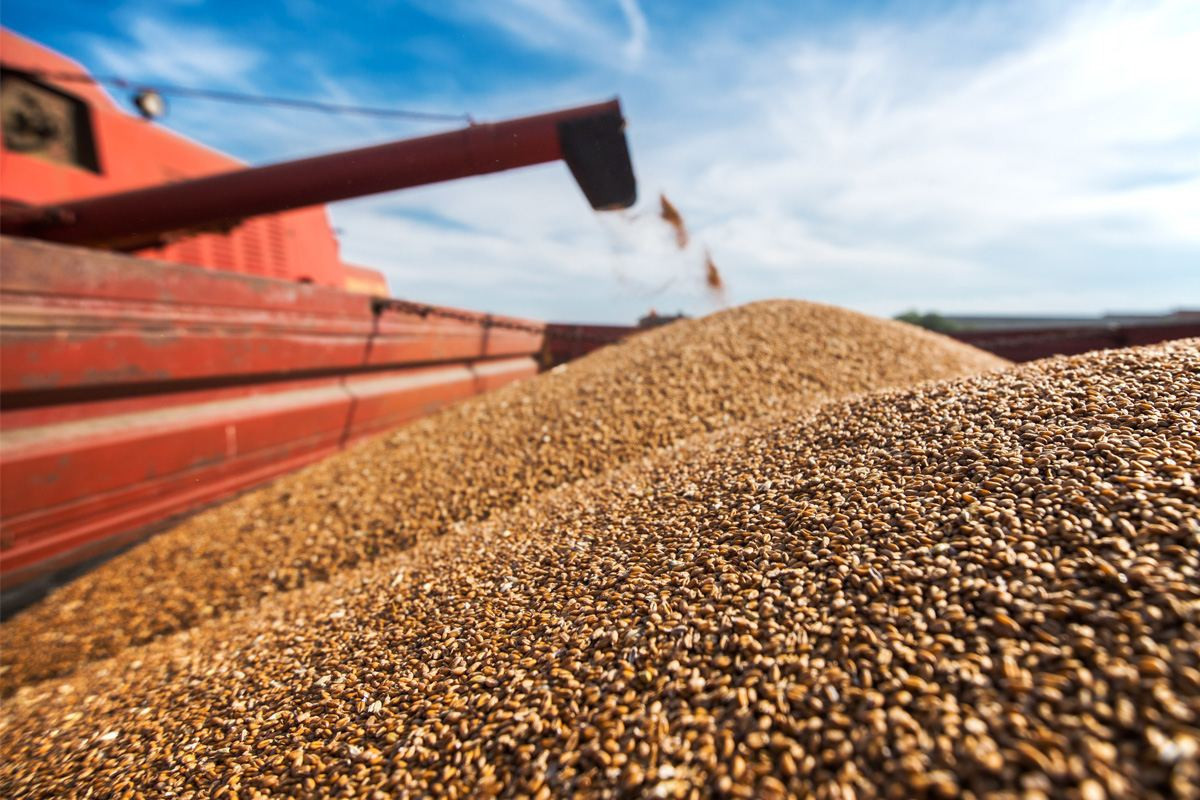 Wheat prices trade ‘limit up’ again, hit highest in nearly 14 years