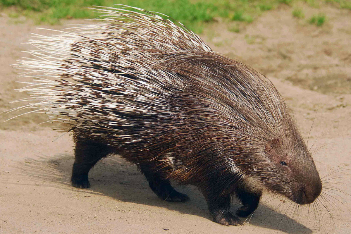 Oxlu kirpi