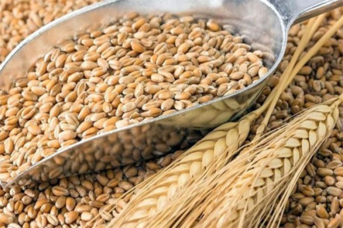 Azerbaijan has enough grain reserves - PM says