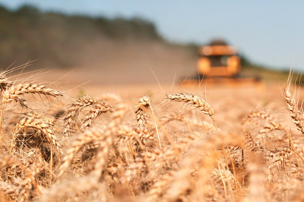 Russia's share in Azerbaijan's wheat imports sharply decreased