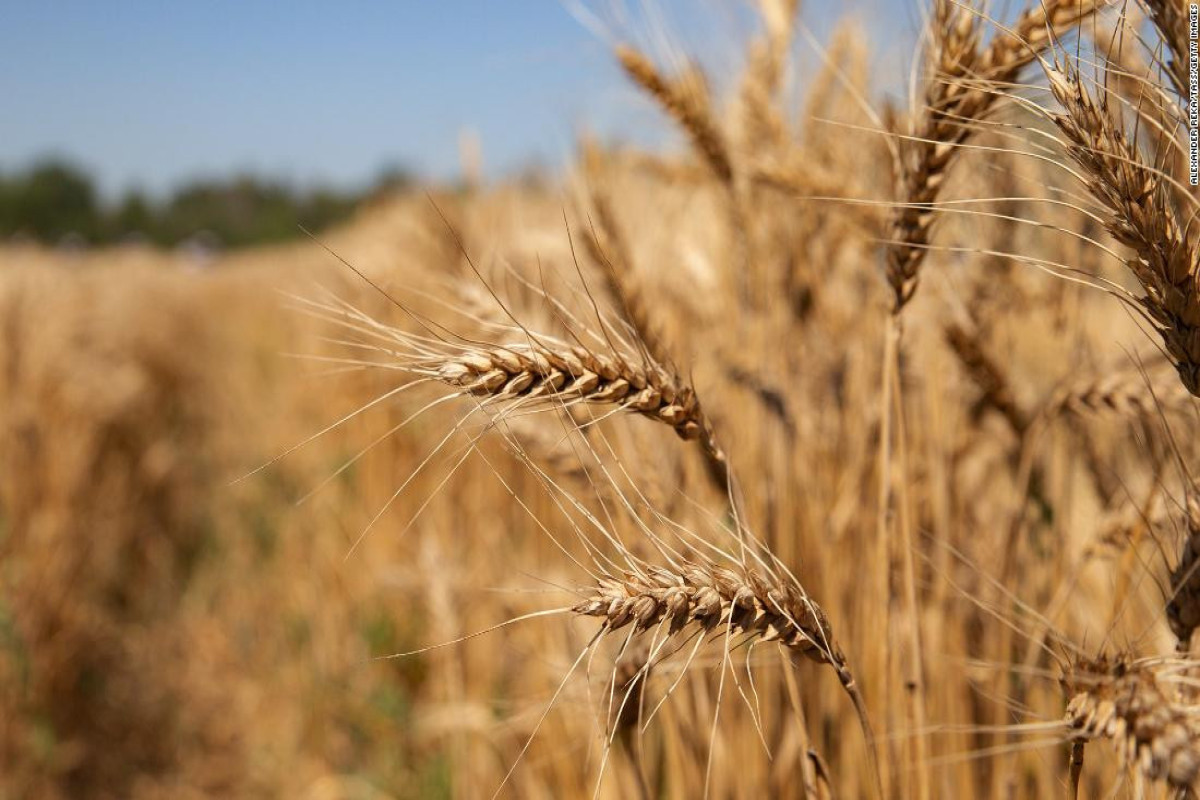 Зеленский: Украина может потерять десятки миллионов тонн зерна