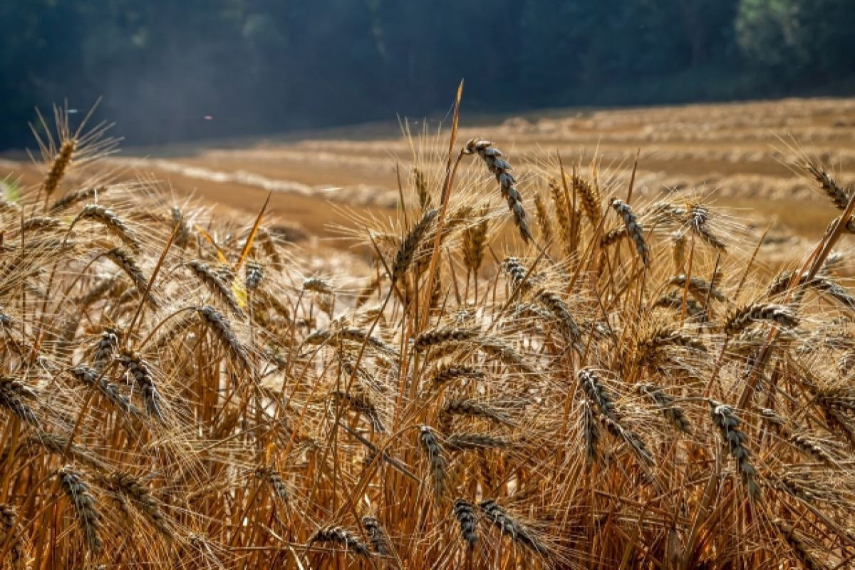 Азербайджан будет экспортировать зерно в Израиль