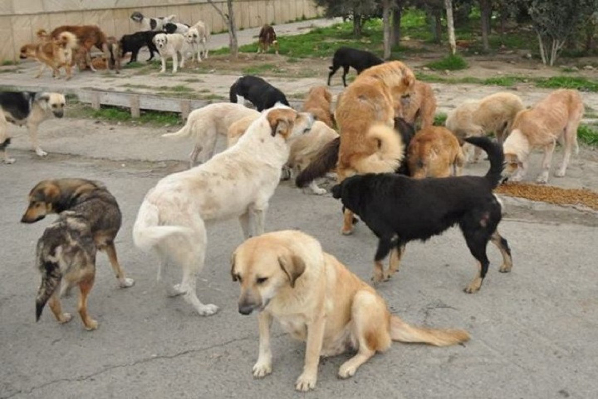МЭПР: Существуют серьезные пробелы в законодательстве, касающиеся жестокого обращения с животными