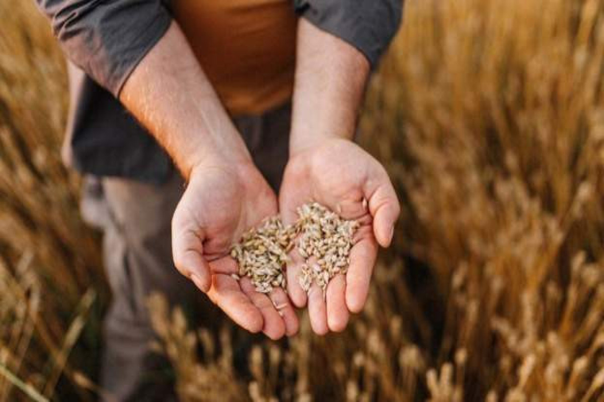 Ukraine warns over trade of stolen grain