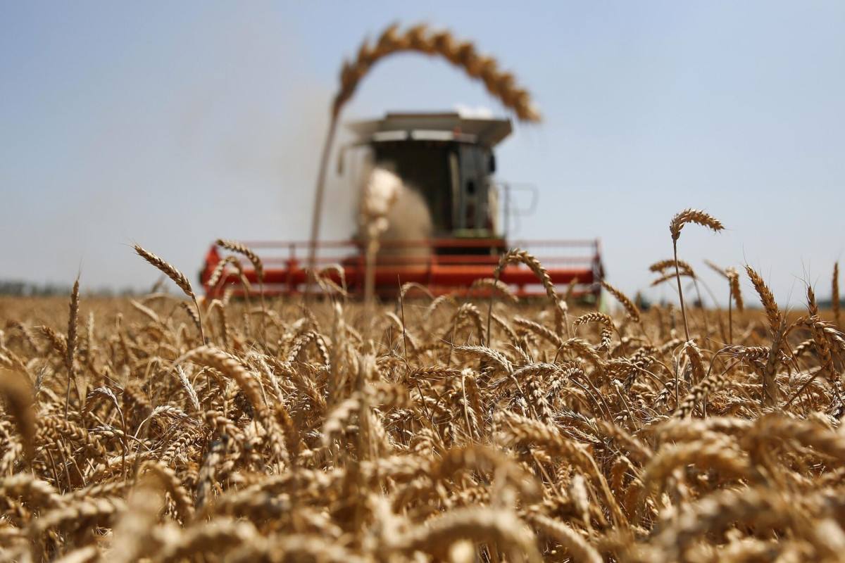 Россия готова экспортировать до конца года 25 миллионов тонн зерна