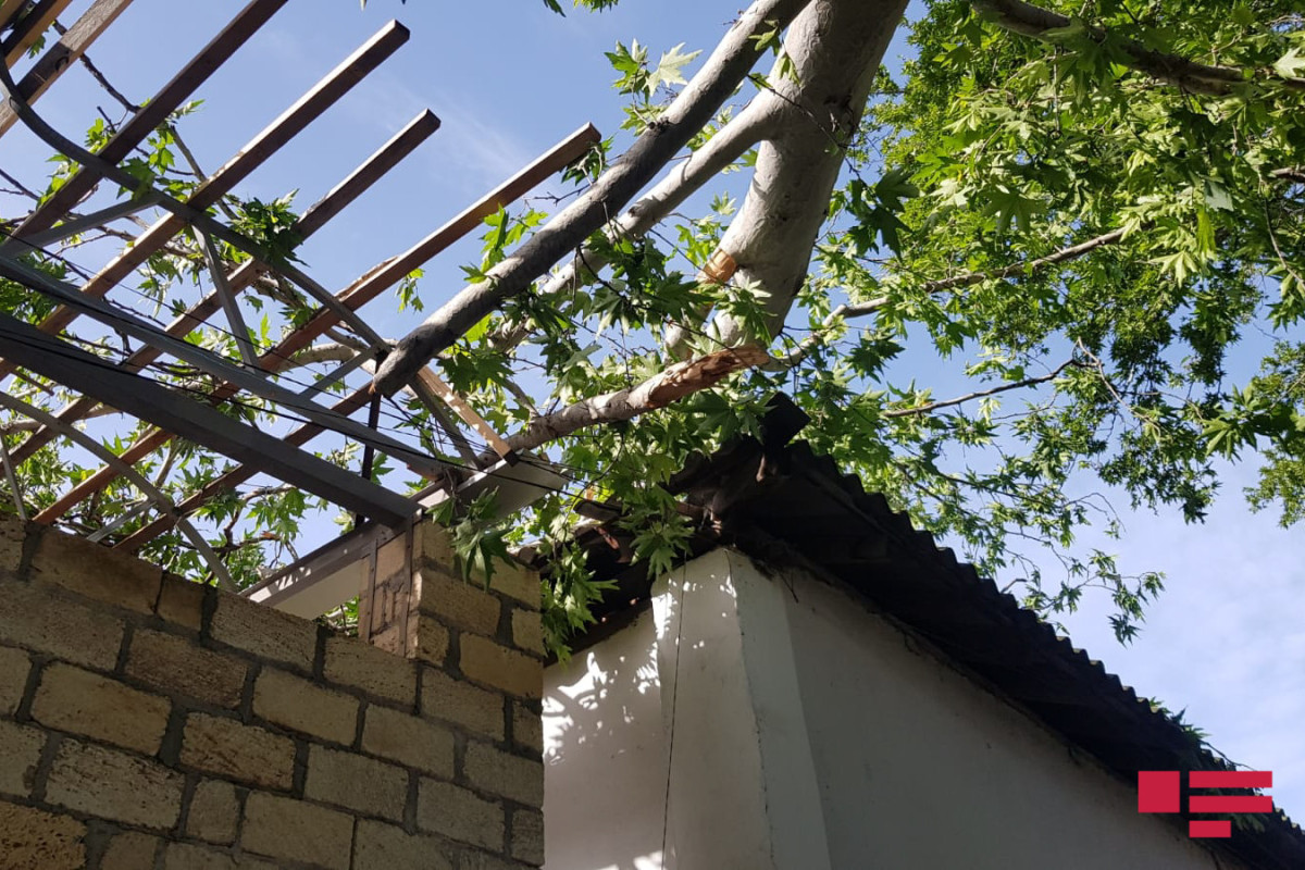 Göyçayda güclü külək ağacları aşırıb, elektrik xətlərini qırıb - FOTO  - VİDEO 