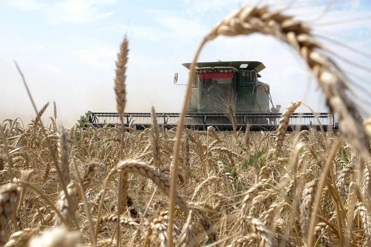 Эксперт при ООН: Запасов пшеницы на Земле осталось всего на 10 недель