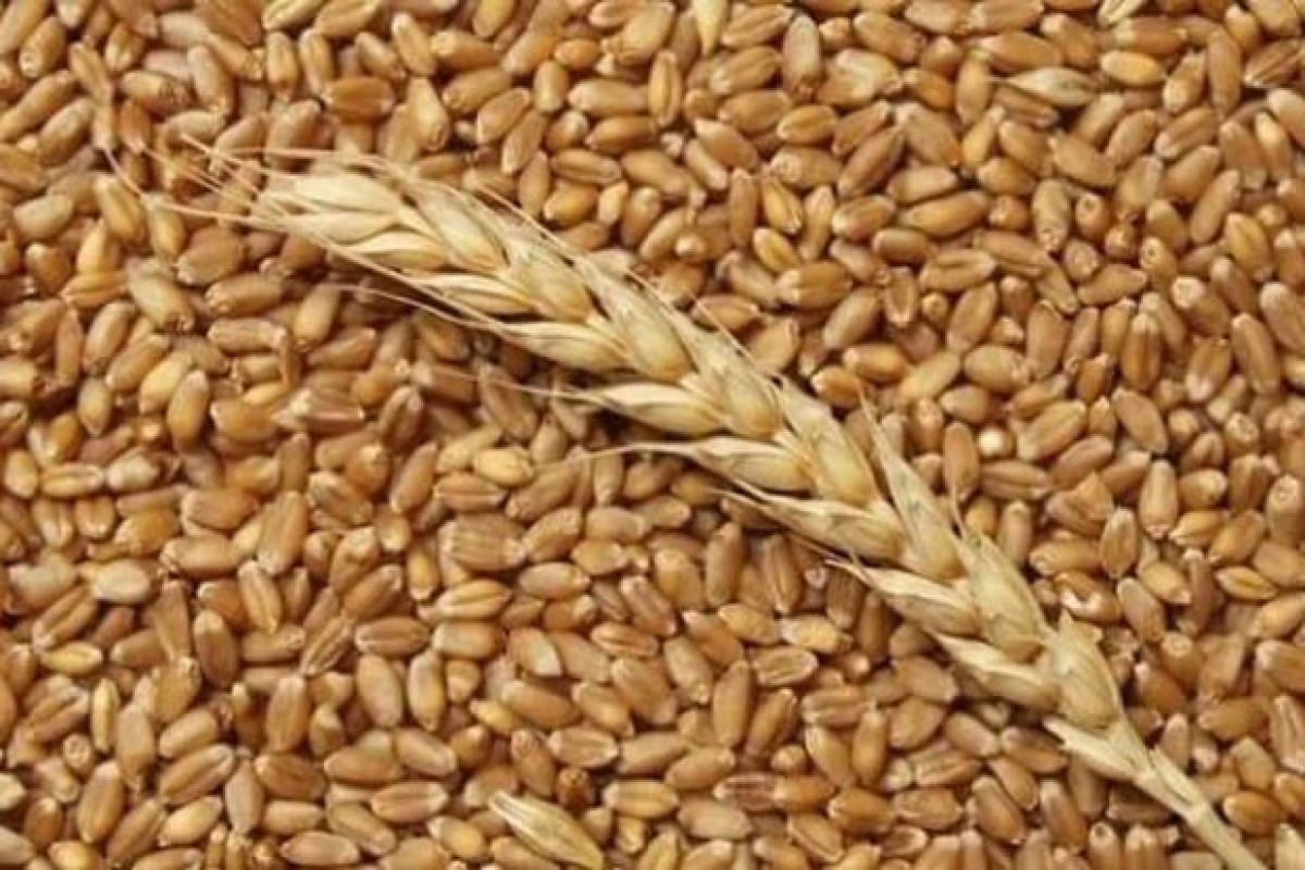 Iran to import grain from Russia