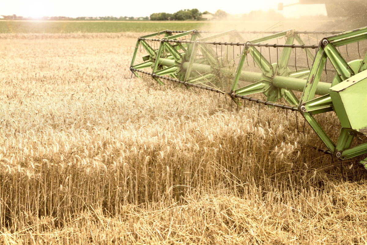 Azerbaijan to develop program for decreasing grain dependence on abroad