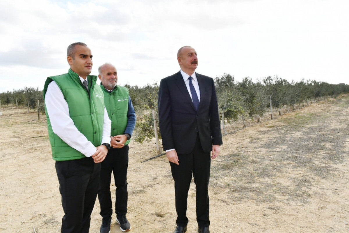 Prezident Zirədə zeytun yağı və zeytun məhsullarının emalı zavodunun açılışında iştirak edib - FOTO 