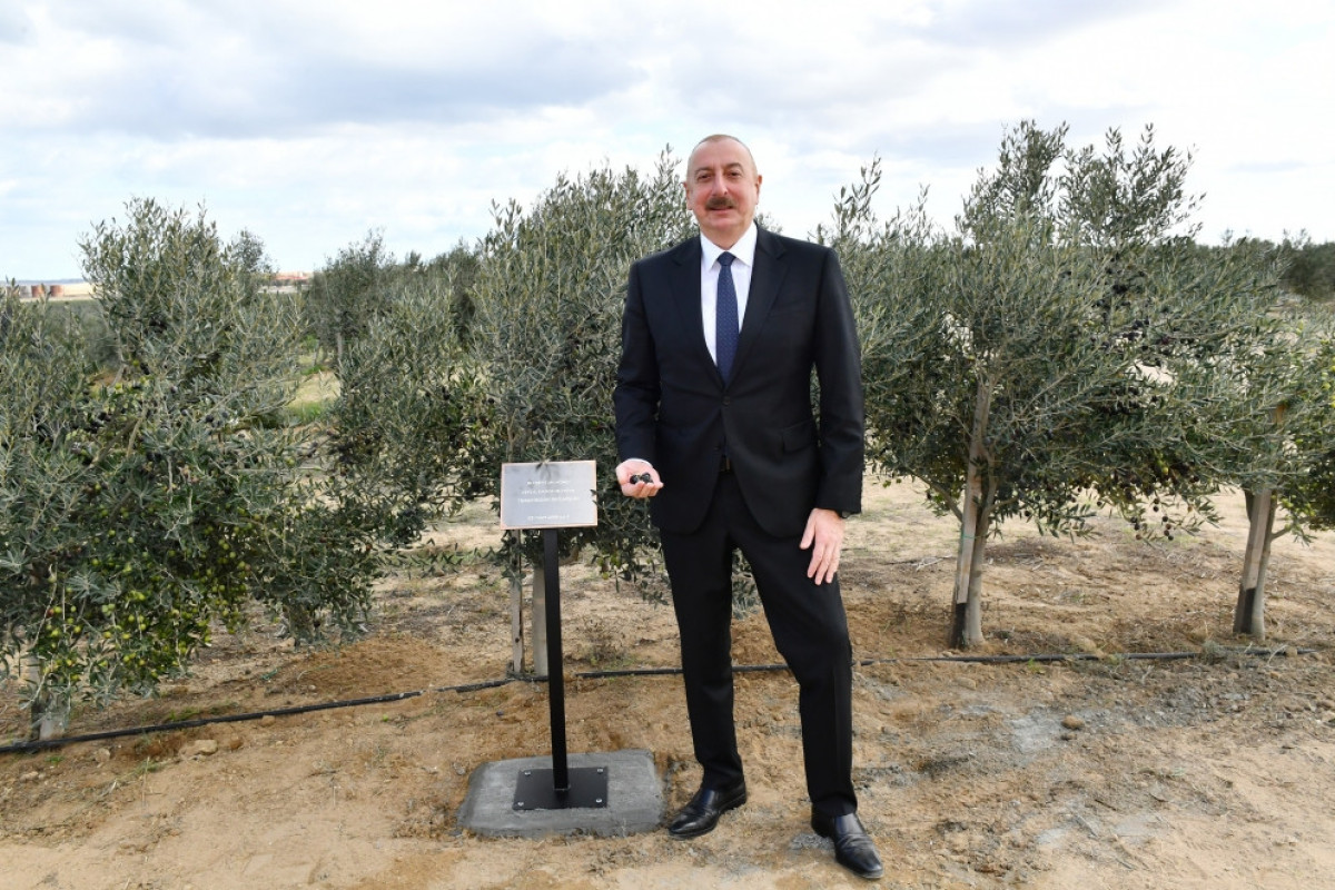 President Ilham Aliyev attended opening of olive oil and table olive products processing plant in Zira settlement-UPDATED 