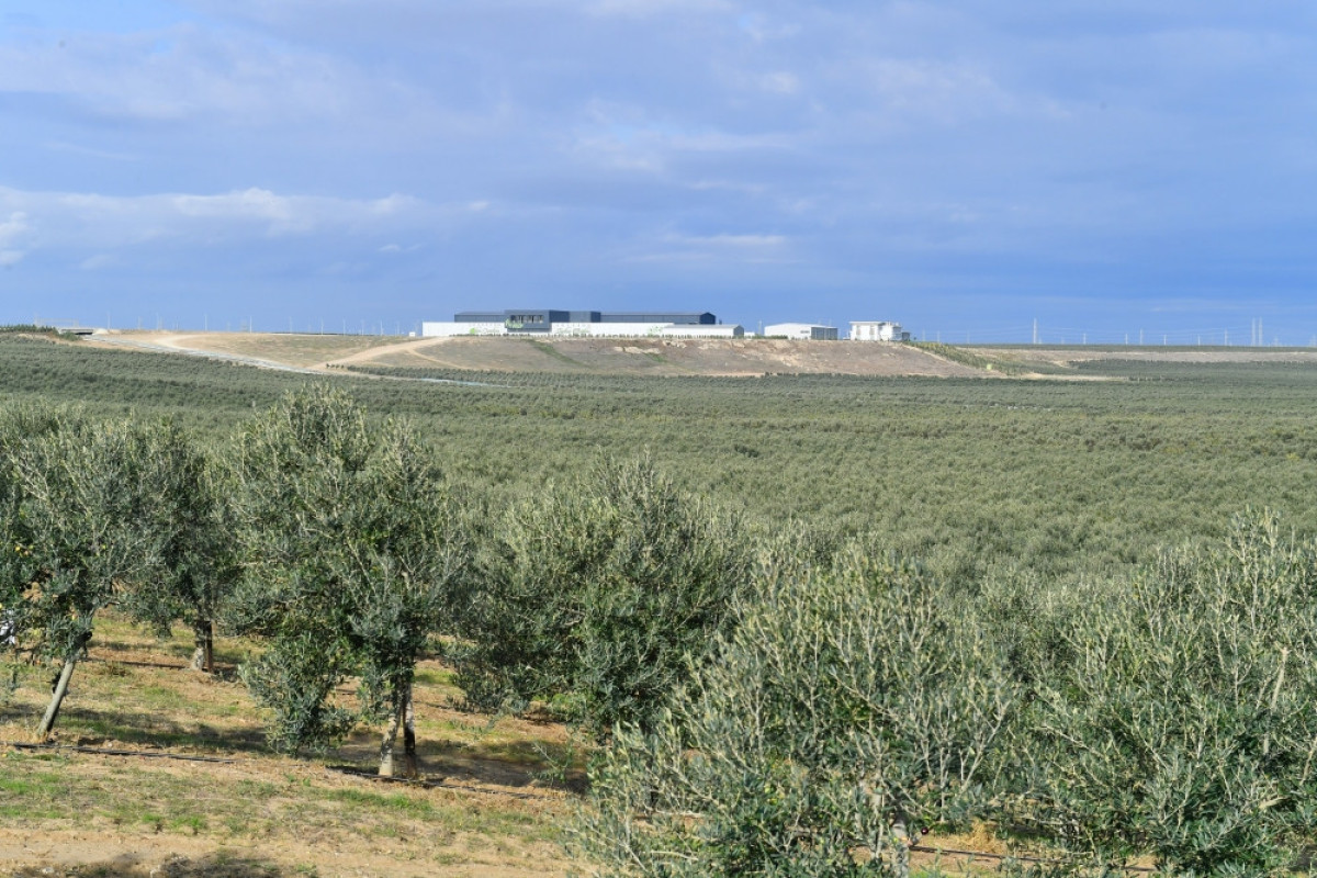 Завод по производству оливкового масла в Зиря