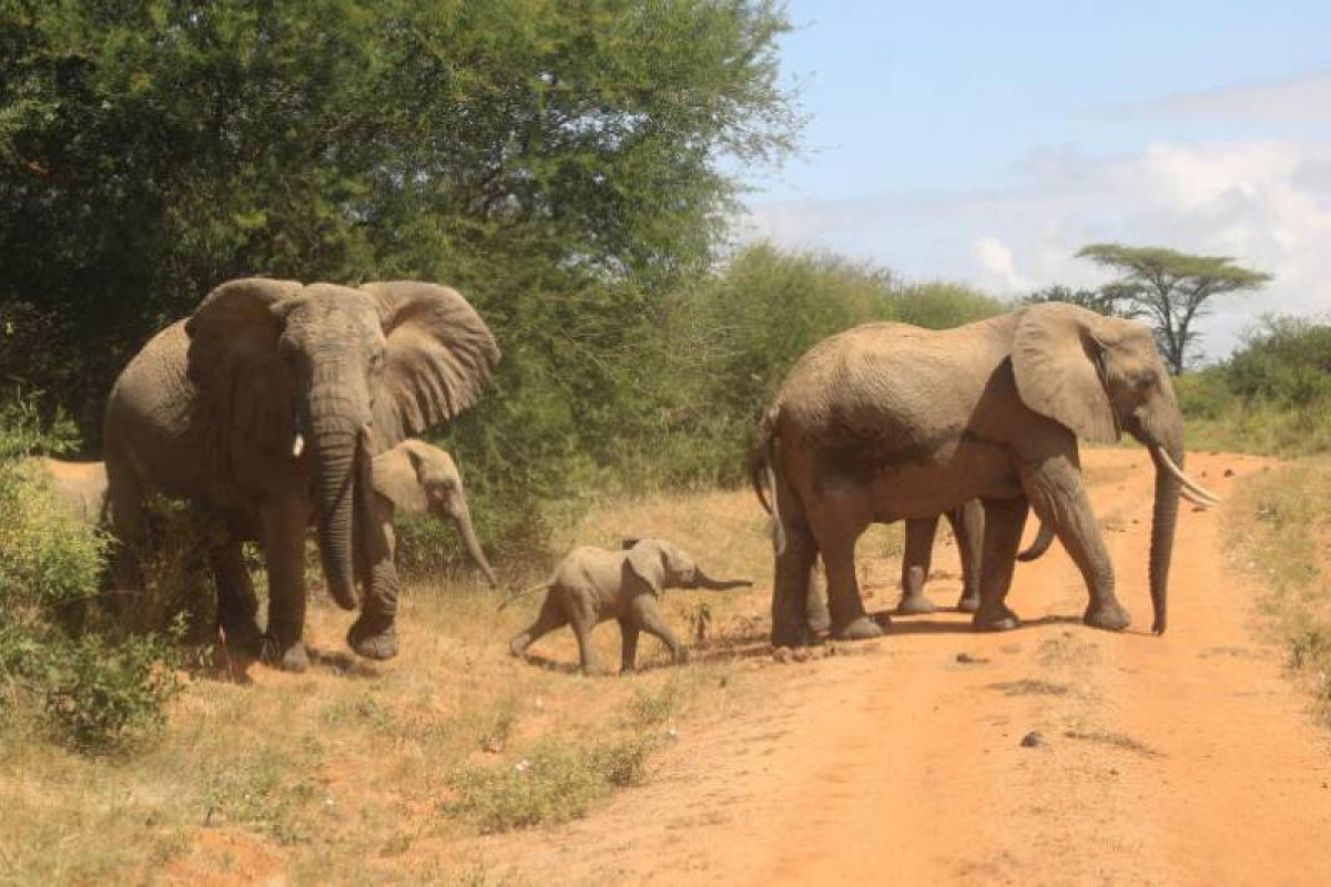 Keniyada quraqlıq 205 filin ölümünə səbəb olub