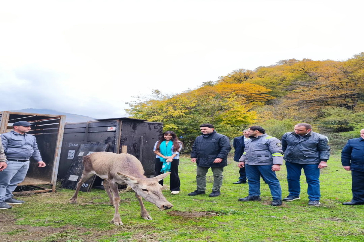 В Шахдагском национальном парке с участием Лейлы Алиевой выпущены в природу благородные олени-ФОТО -ВИДЕО 
