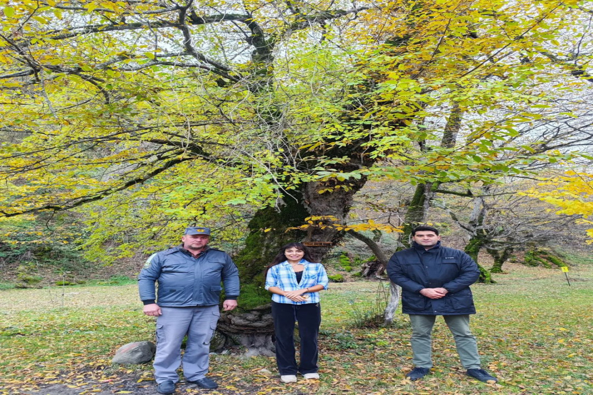 В Шахдагском национальном парке с участием Лейлы Алиевой выпущены в природу благородные олени-ФОТО -ВИДЕО 