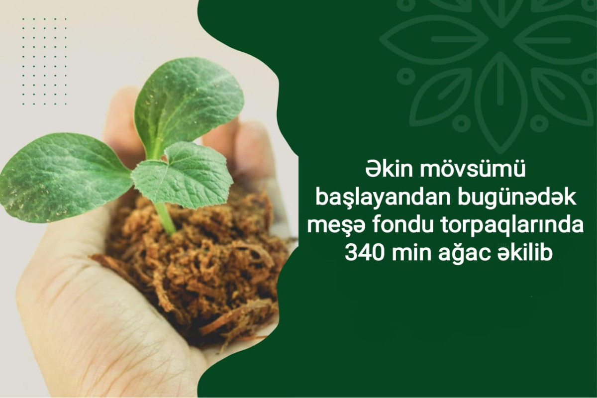 Meşə fondu torpaqlarında 340 000 ağac əkilib