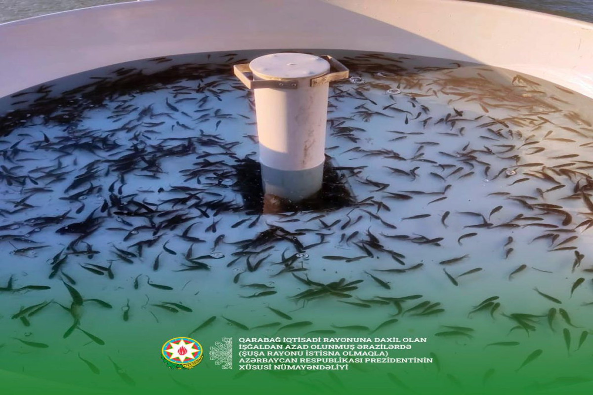 В Хачинчайское водохранилище выпущено 200 тысяч мальков карповых рыб-ОБНОВЛЕНО 
