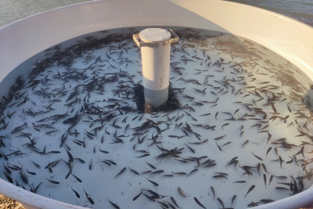 Xaçınçay su anbarına 200 min ədəd çəkikimi balıq körpəsi buraxılıb - FOTO  - YENİLƏNİB 