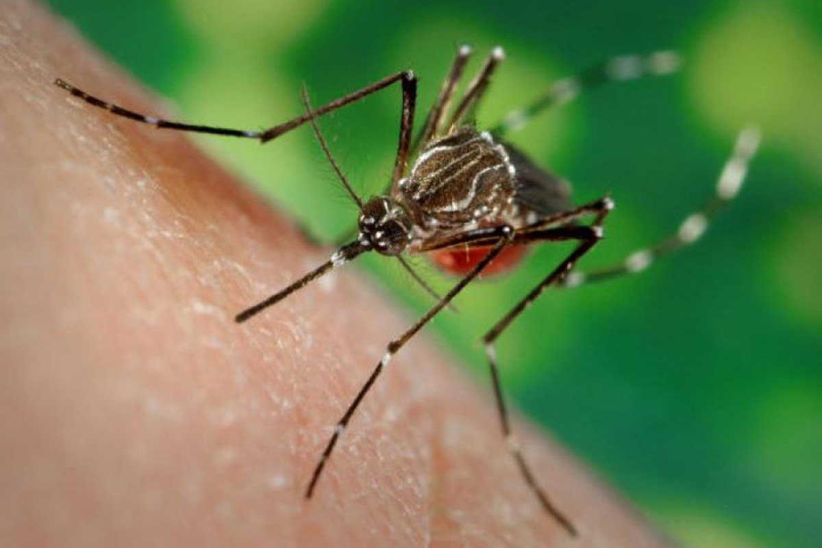 В Бразилии зафиксировали рекордное за семь лет количество смертей от лихорадки денге