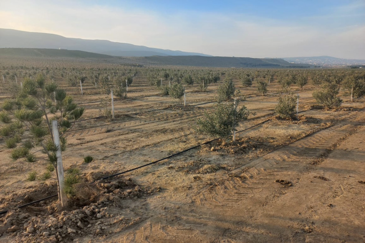 ETSN: Payız əkin mövsümü başlayandan 500 mindən artıq ağac əkilib