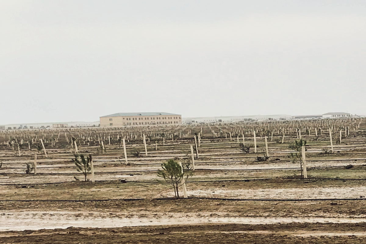 ETSN: Payız əkin mövsümü başlayandan 500 mindən artıq ağac əkilib