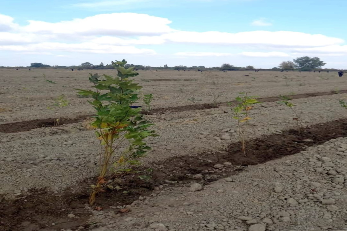 Son 4 gündə meşə fondu torpaqlarında 100 mindən artıq ağac əkilib