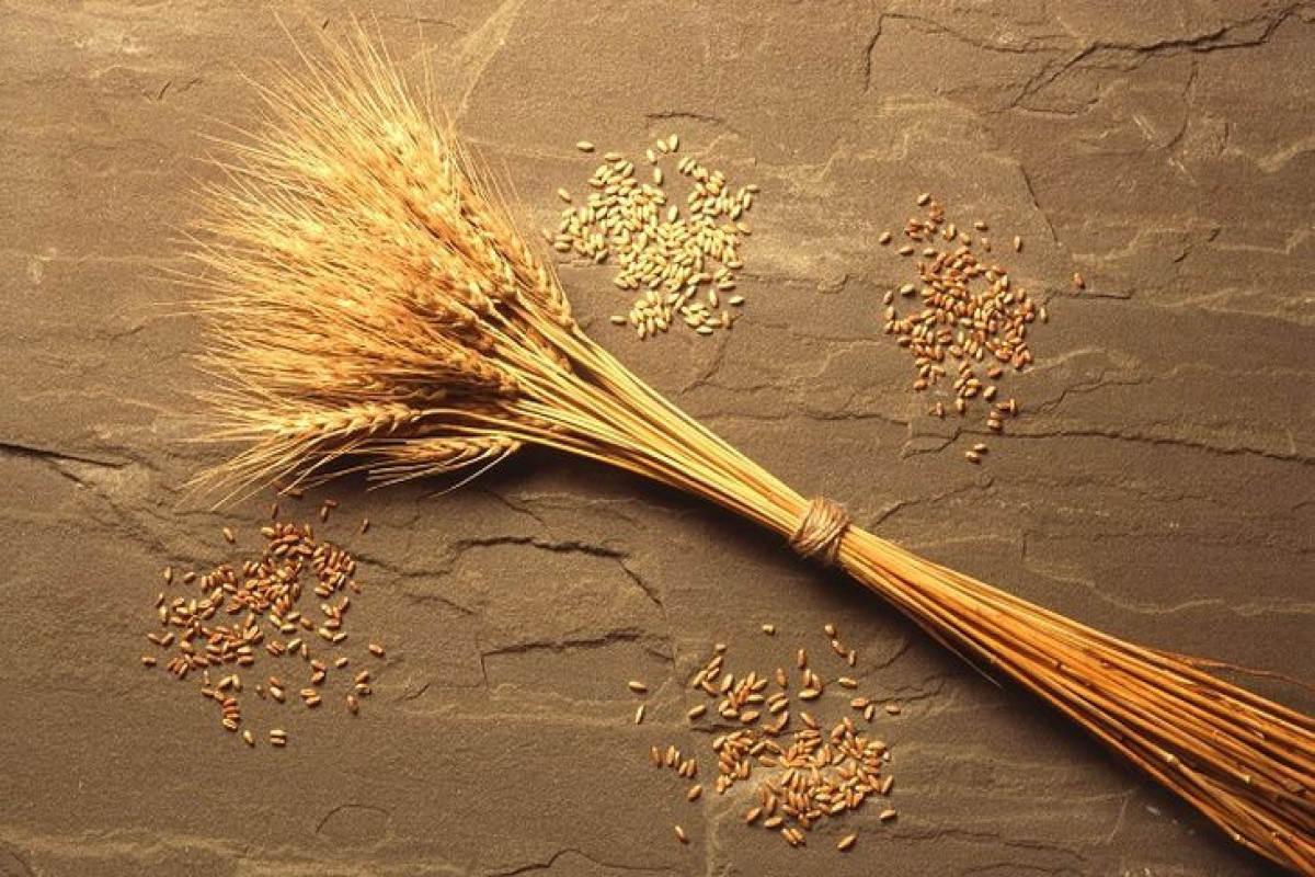 Azerbaijan increased wheat import from Kazakhstan more than 4 times