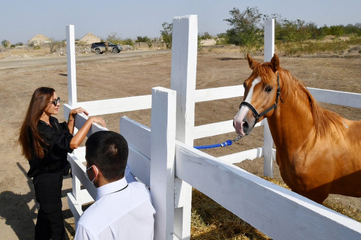 Azerbaijani President lays foundation of Horse Breeding Center in Aghdam-UPDATED 
