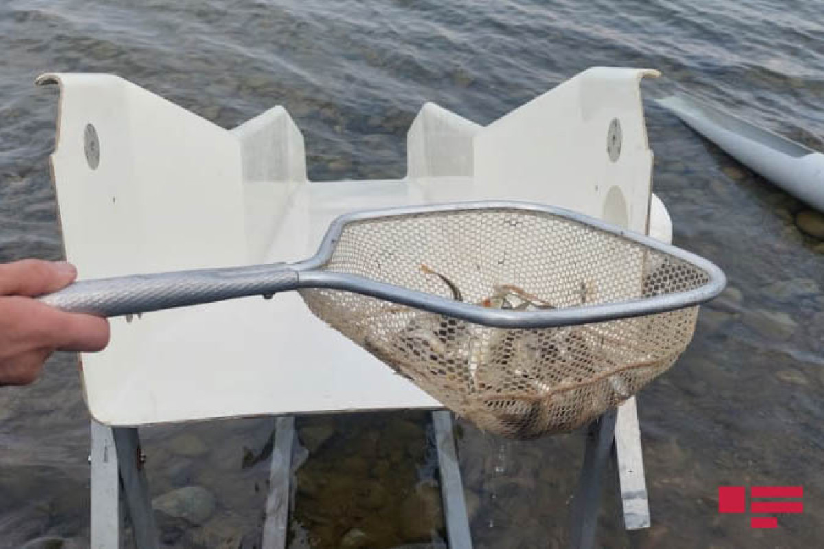 Şəmkir və Yenikənd su anbarlarına balıq körpələri buraxılıb  - FOTO 