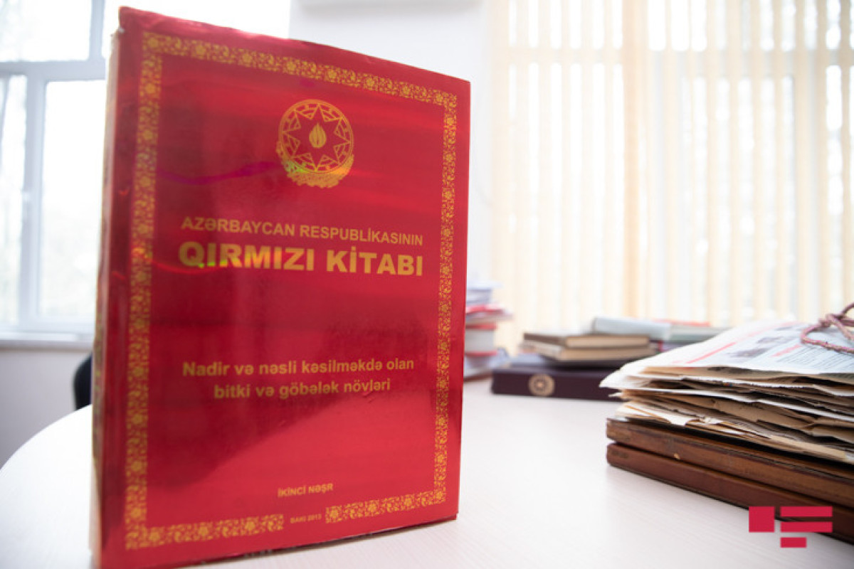 Qarabağda yayılan 121 nadir bitki “Qırmızı kitab”ın III nəşrinə salınacaq