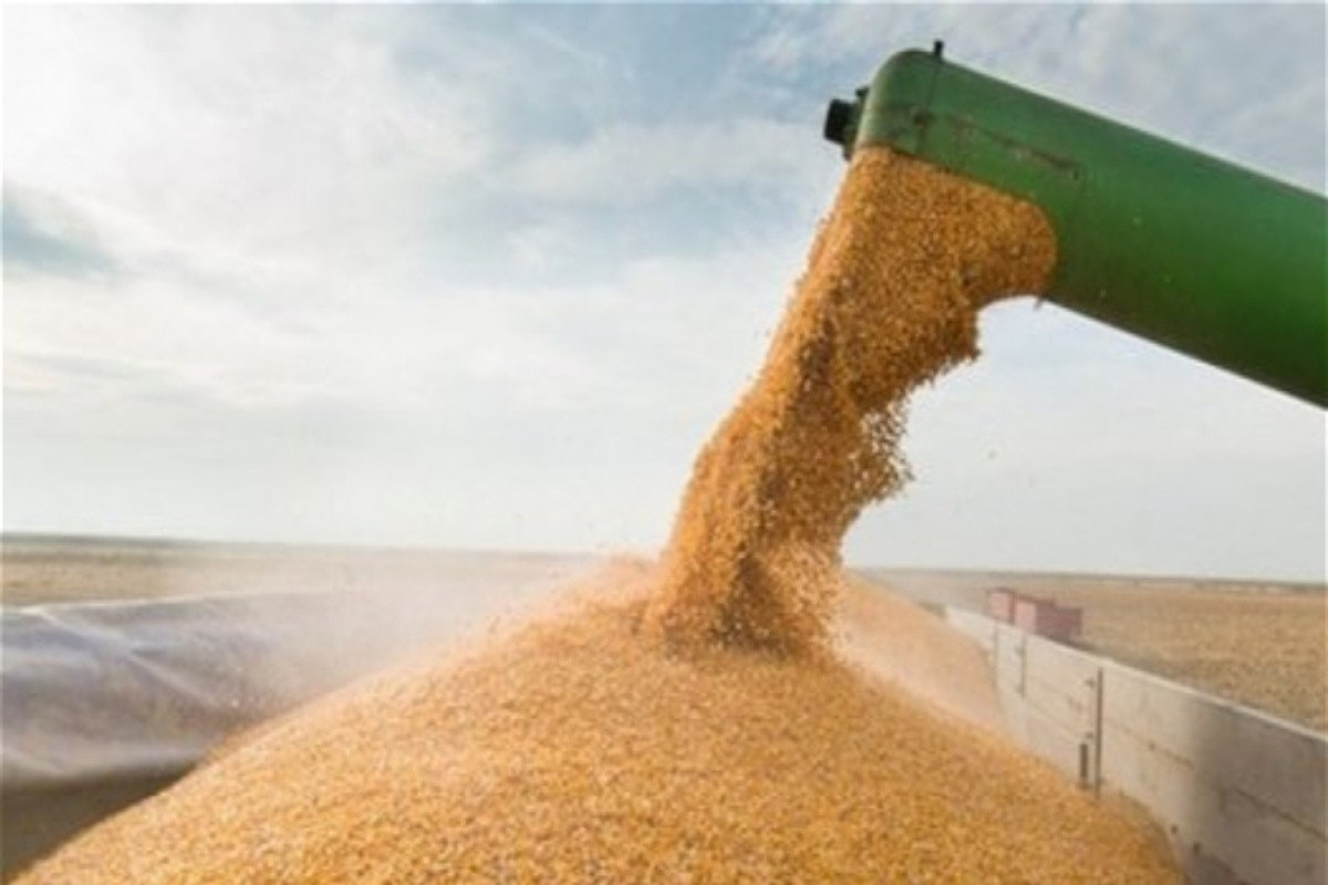 После ракетных ударов РФ по Украине выросла цена на пшеницу