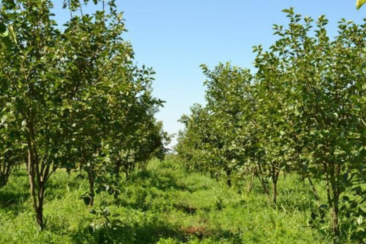 Azerbaijan to plant 130 hectares of orchards in liberated territories