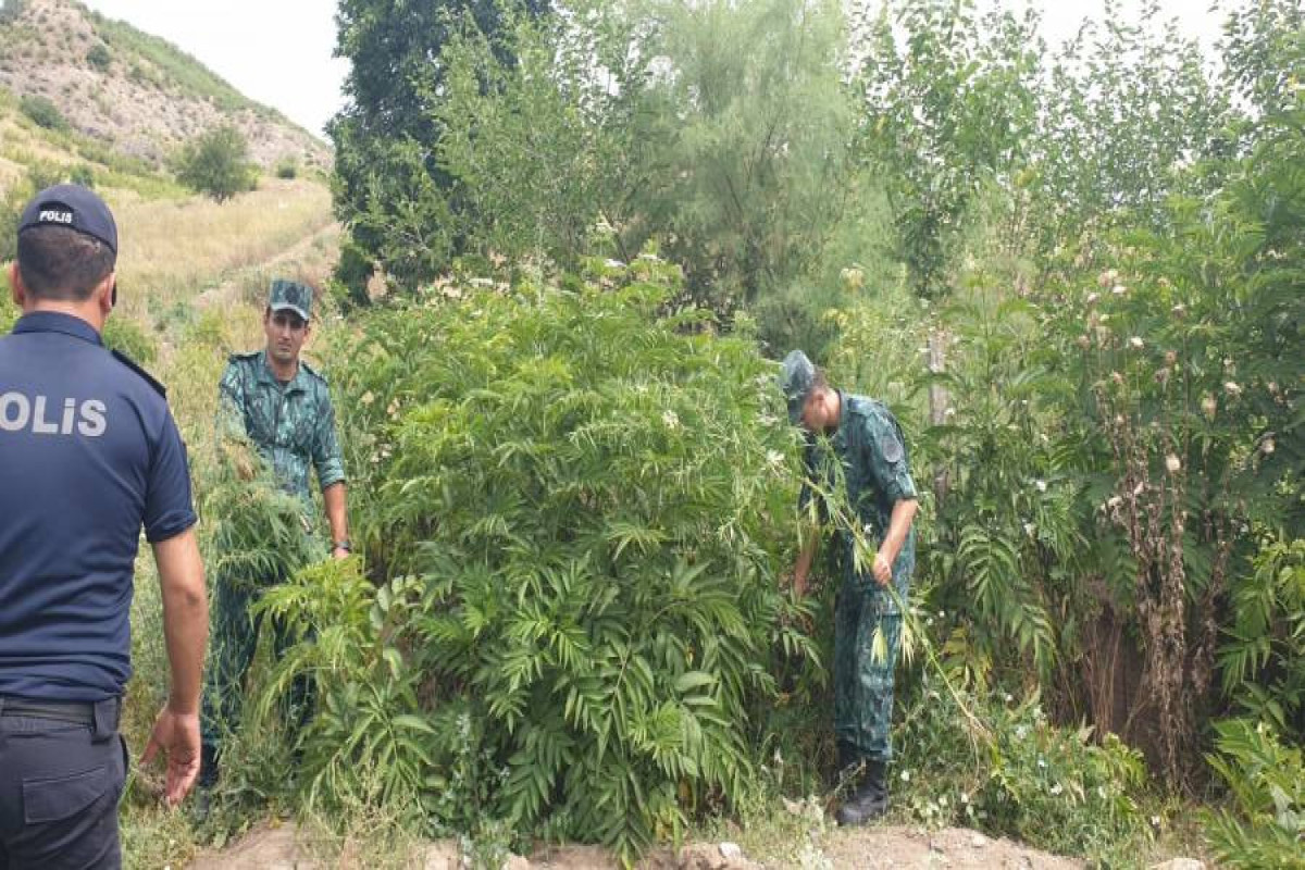 Sərhədyanı ərazilərdə 14,5 ton narkotik bitki məhv edilib
