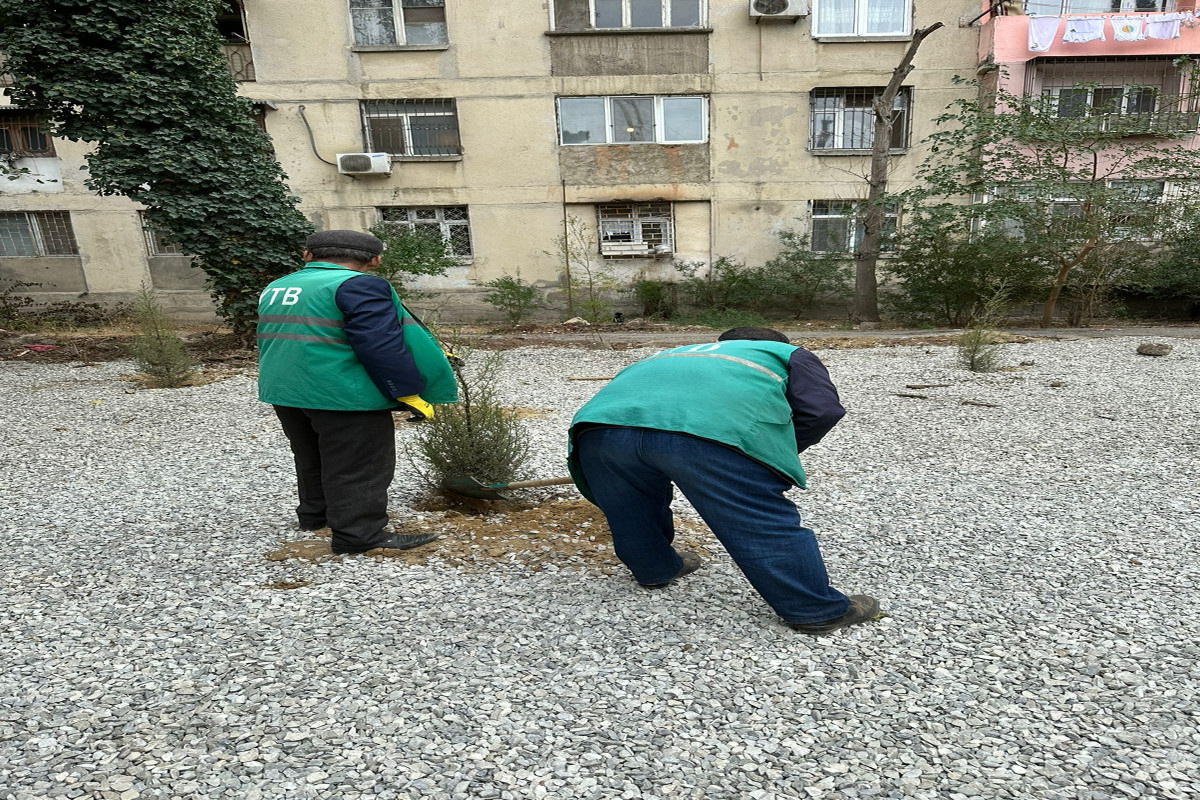 Avtodayanacaq üçün ağacların kəsilməsi ilə bağlı sənədlər Baş Prokurorluğa göndərilib