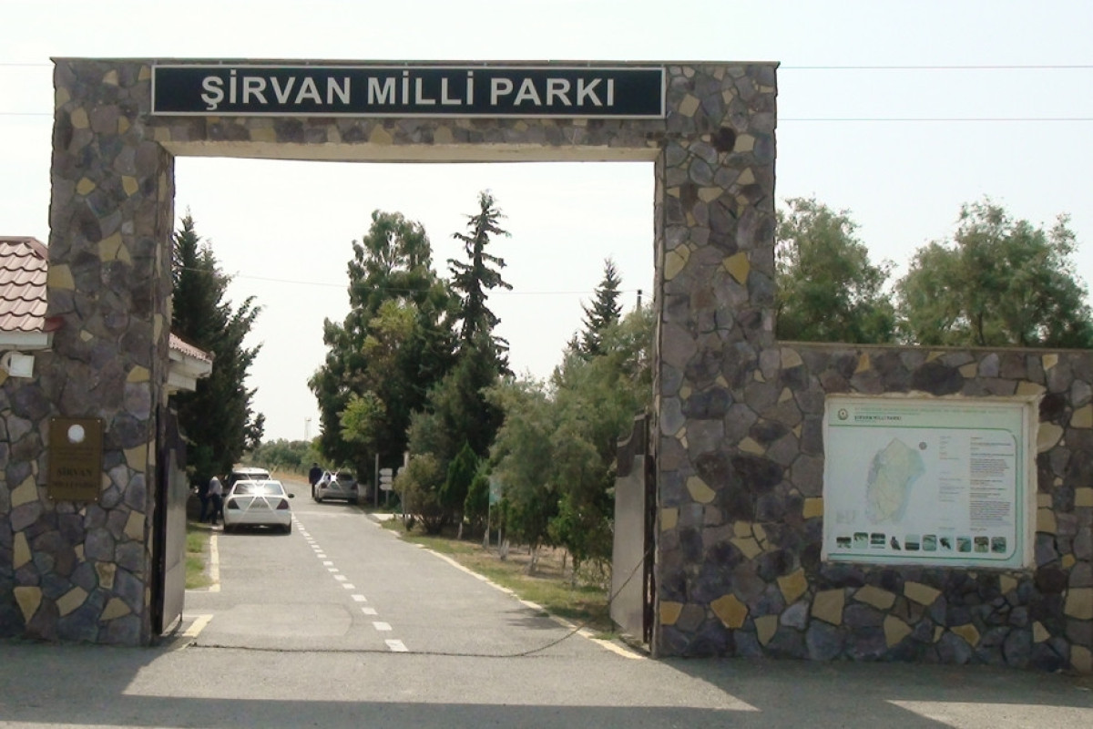 ETSN: Şirvan Milli Parkında çəpərləmə işləri nəzərdə tutulub