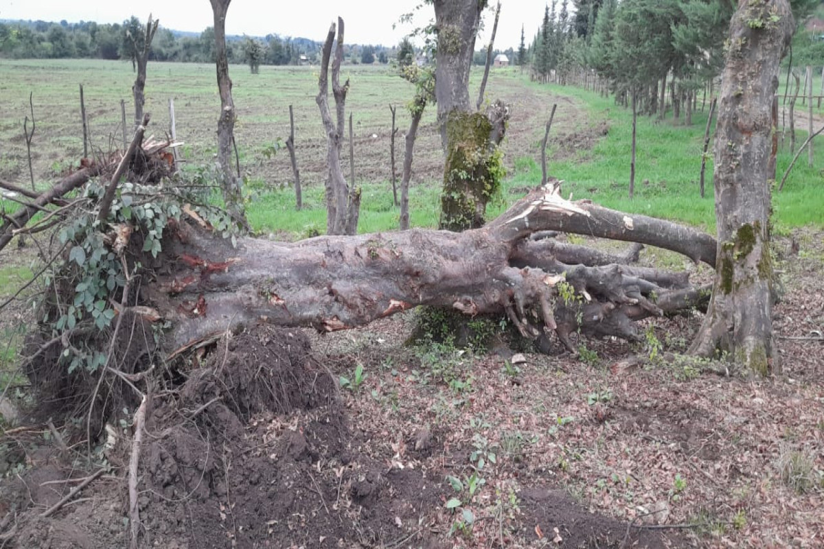 В Астаринском районе вырублены азатовые деревья